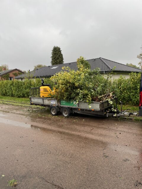 Rydning af hæk