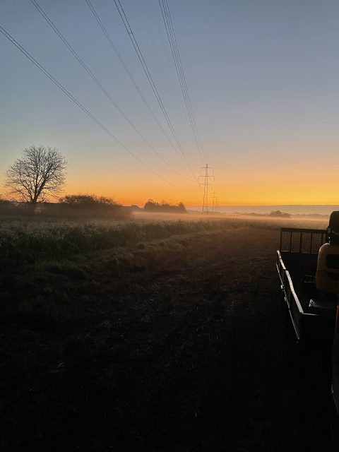 Tidlig morgen - Ferdinand og ko