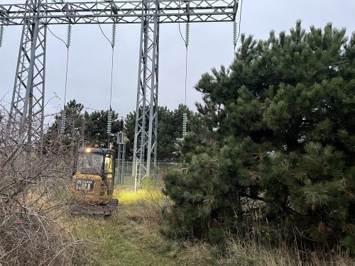 Rydning af krat ved elmast - Ferdinand og ko